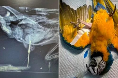 Arara-canindé recebe prótese após perder pata em resgate emocionante no Tocantins