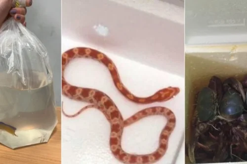 Jabuti, peixes, corais e cobra: animais são resgatados em tentativa de tráfico no Aeroporto de Confins