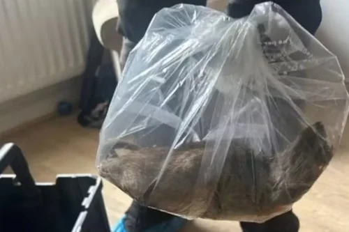 Rato gigante de 56 cm é encontrado no Reino Unido e assusta moradores