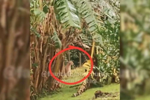 VÍDEO: Família flagra segundo maior felino das Américas em quintal de casa no interior de SC; Confira