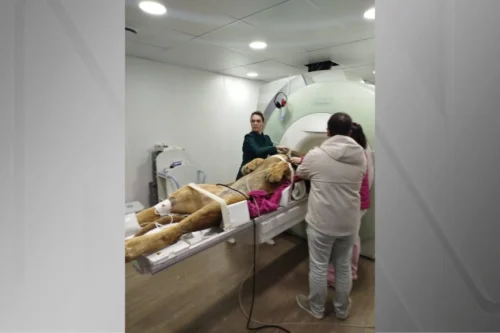 Leão de 160 kg passa por ressonância magnética e mobiliza 12 pessoas no Zoológico de Curitiba