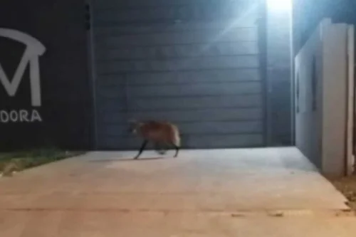 VÍDEO: Lobo-guará é flagrado andando pelas ruas da cidade e assusta moradores; veja vídeo