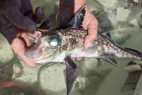 Cientistas descobrem peixe com dentes na testa usados no acasalamento