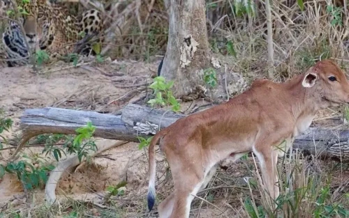 VÍDEO - Na cara do perigo: bezerro descansa ao lado de onça-pintada no Pantanal e escapa ileso