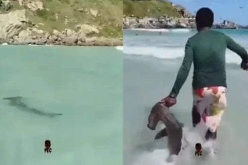 VÍDEO: Tubarão-martelo surpreende banhistas em praia brasileira; Vídeo viraliza