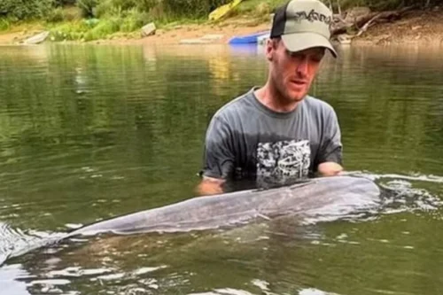 VÍDEO: Bagre gigante de 2,68 m é pescado após 50 minutos de luta; CONFIRA