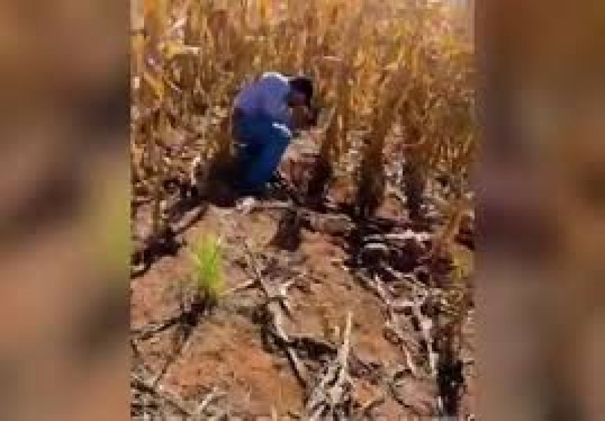 VÍDEO: Agricultores passam com maquina em cima de corpo; Veja