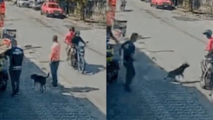 VÍDEO - Herói de quatro patas: Cachorro de rua enfrenta bandidos e salva homem de homicídio