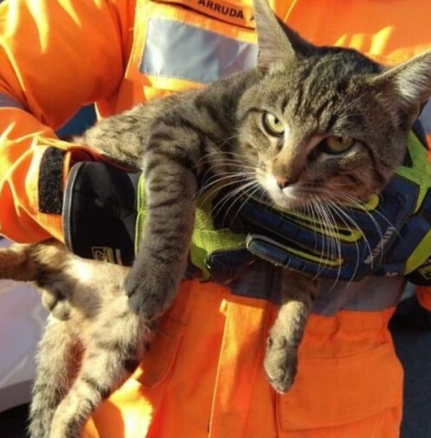 Gato fica preso dentro do motor de carro  e é salvo pelos Bombeiros