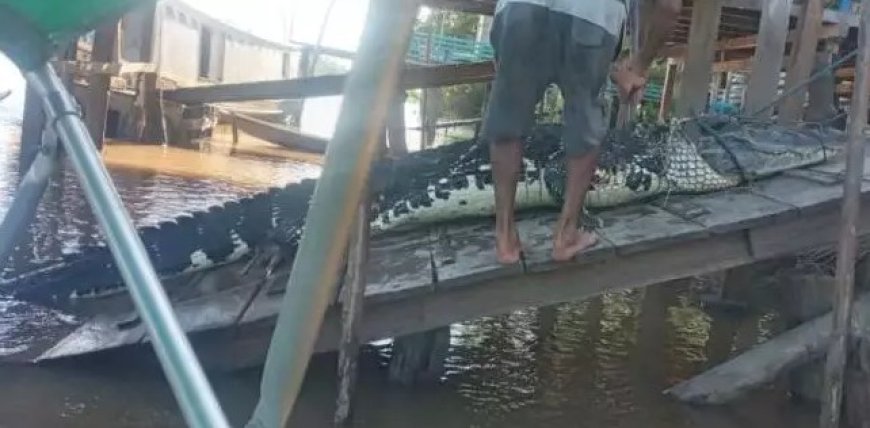 VÍDEO: Homem é atacado por jacaré enquanto se lavava em rio; Imagens Fortes