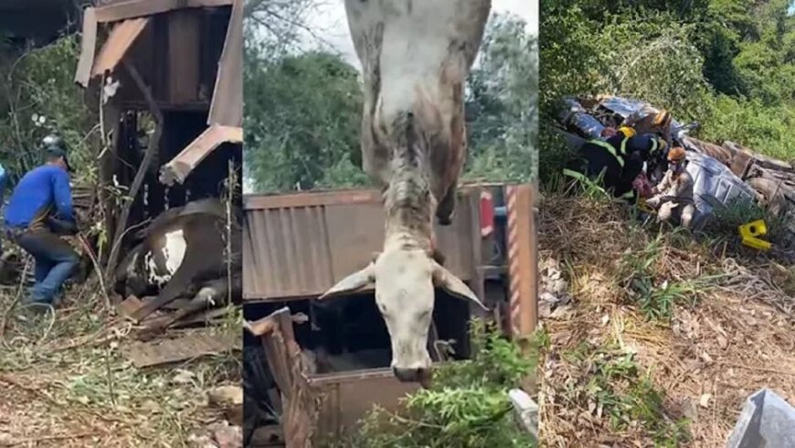 VÍDEO: Caminhão com bois tomba e mata vários animais