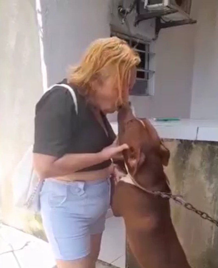 VÍDEO: Mulher tenta dá selinho em cão da raça Pitbull e tem lábio mordido