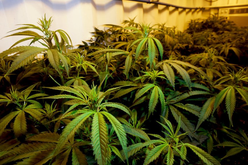 Casal é preso com estufa de maconha em apartamento; dinheiro seria para cirurgia da esposa