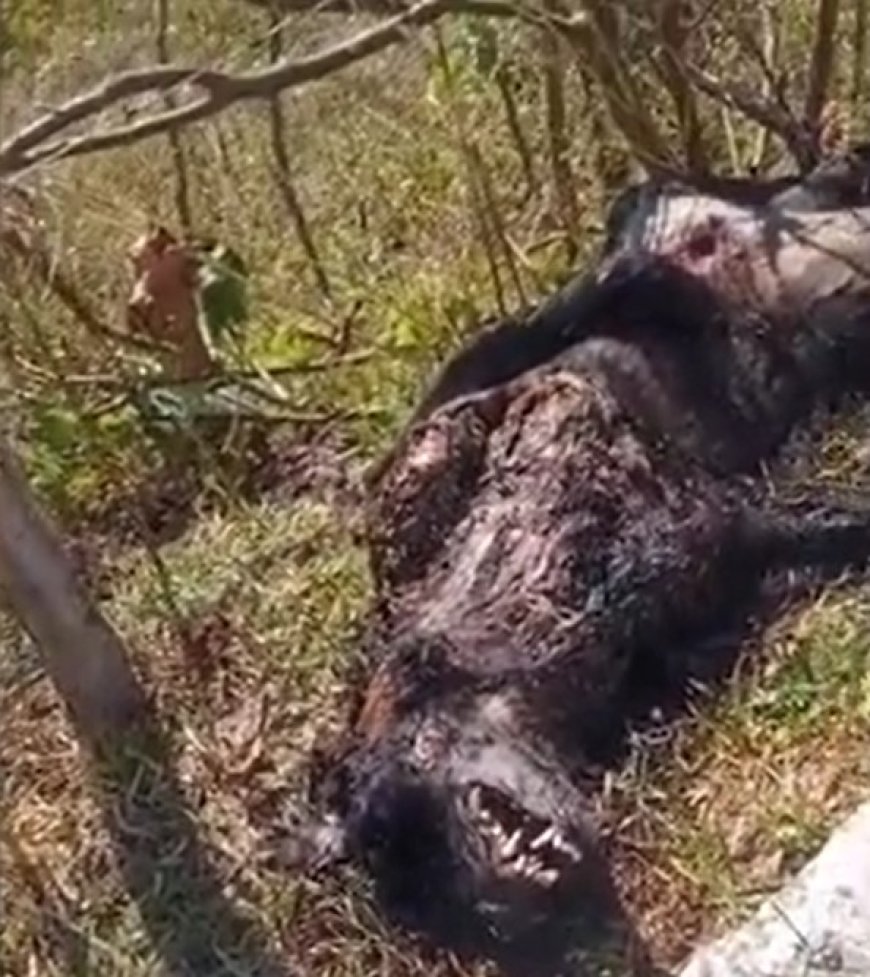 VÍDEO: Animal misterioso é encontrado morto e intriga moradores; população especula tratar-se de lobisomem; CONFIRA