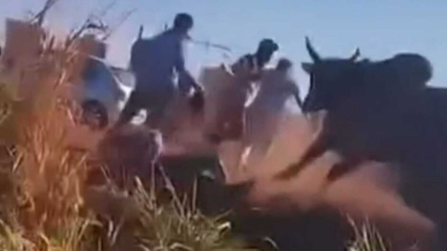 VÍDEO: Caminhão boiadeiro tomba e boi ataca pessoas ao redor; VEJA