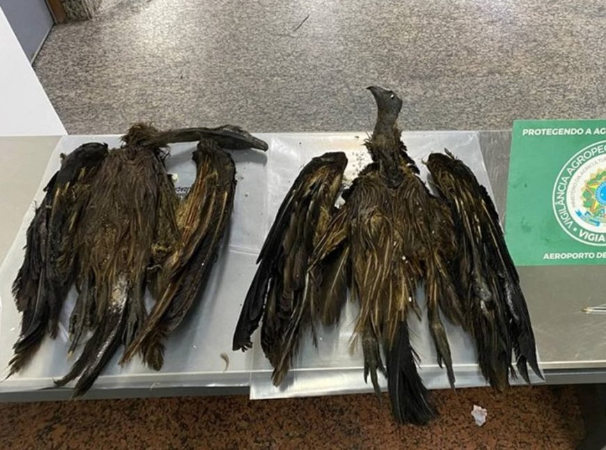 Cargas de 170 kg com aves e ratos empalhados são apreendidas e destruídas