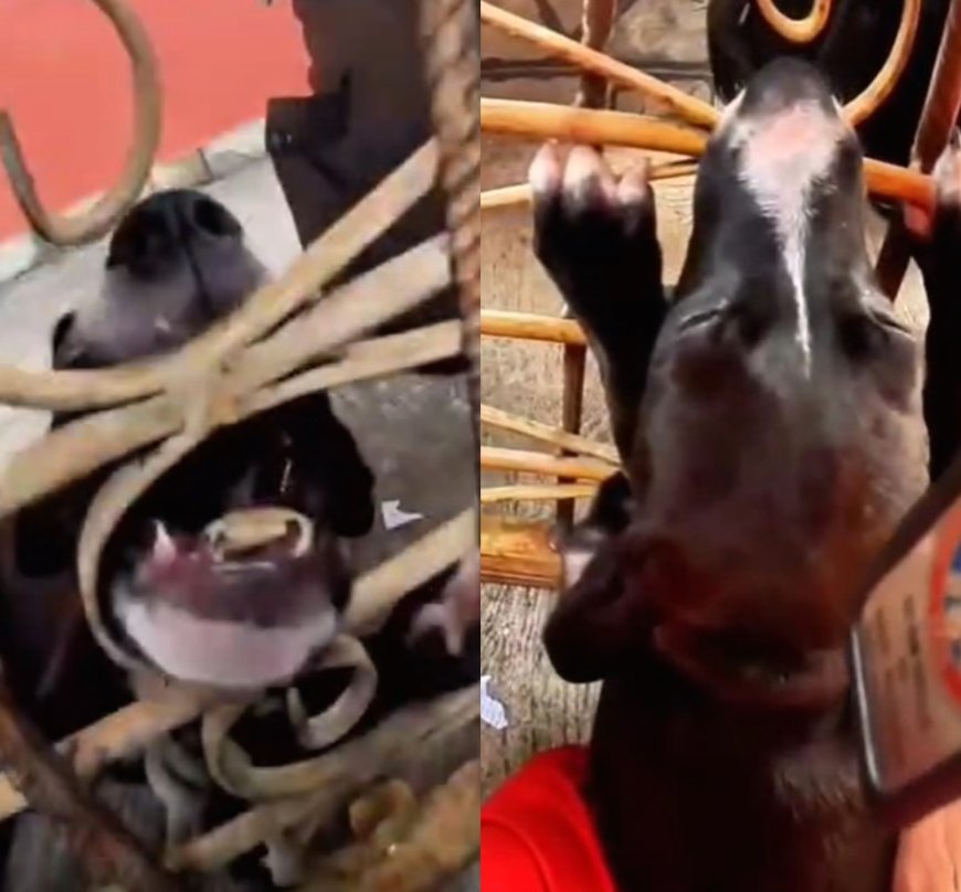 VÍDEO: Filhote de cachorro fica preso em grade do portão e precisa de ajuda dos bombeiros; Confira momento de alívio