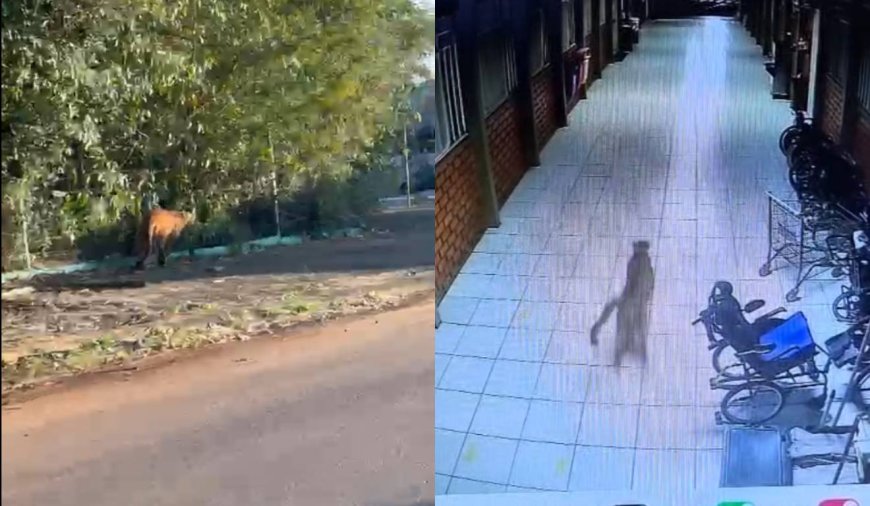 VÍDEO: Onça-parda é flagrada andando tranquilamente em zona urbana; Veja