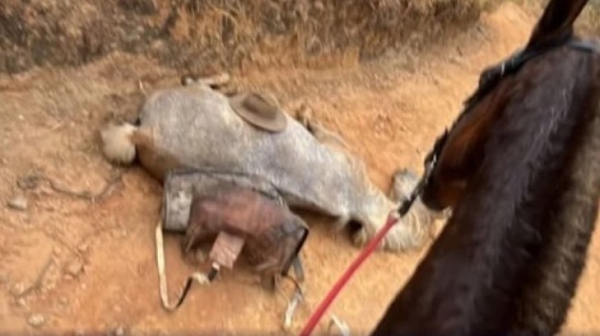 VÍDEO: Cavalo tem patas cortadas por não conseguir completar cavalgada e caso provoca revolta nas redes; Veja momento que animal foi encontrado