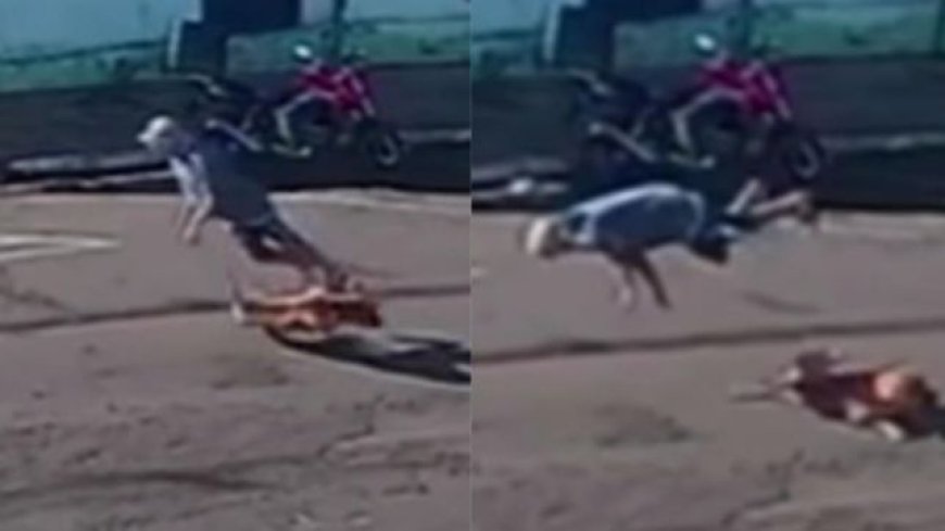 VÍDEO: Idoso de 72 anos fica gravemente ferido após ser atropelado por cachorro; Veja o momento
