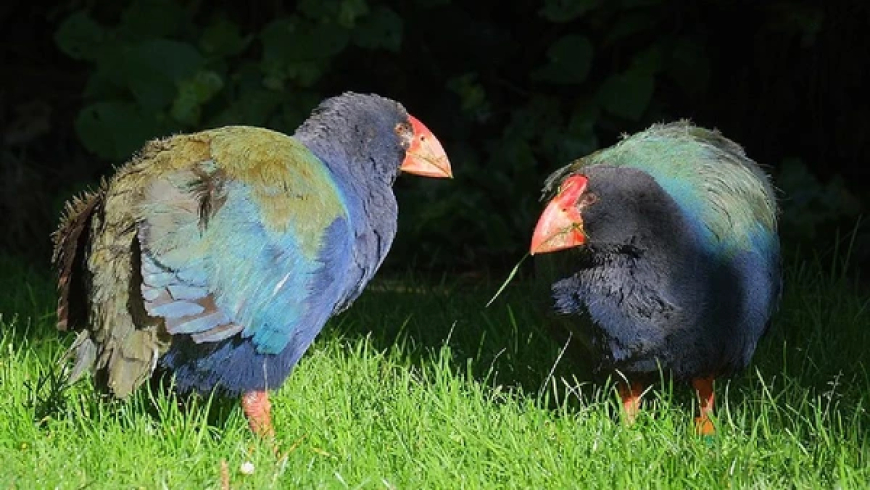 Ave pré-histórica considerada extinta há mais de um século reaparece; Conheça