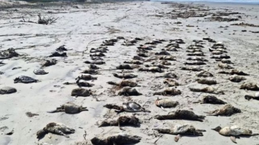 Encalhe em massa: mais de 350 pinguins são encontrados mortos no litoral brasileiro