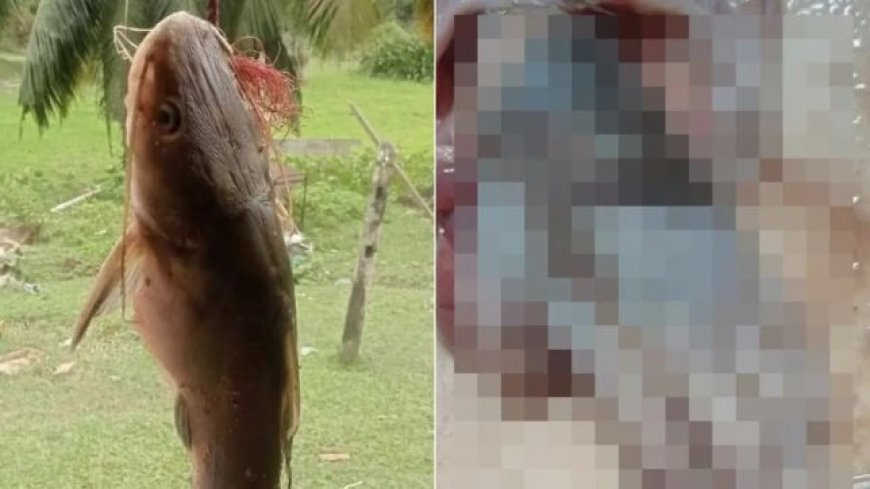 Bagre é capturado e mão é encontrada dentro do estômago do peixe; Veja as imagens