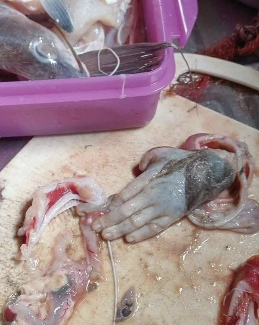 Bagre é capturado e mão é encontrada dentro do estômago do peixe; Veja as imagens