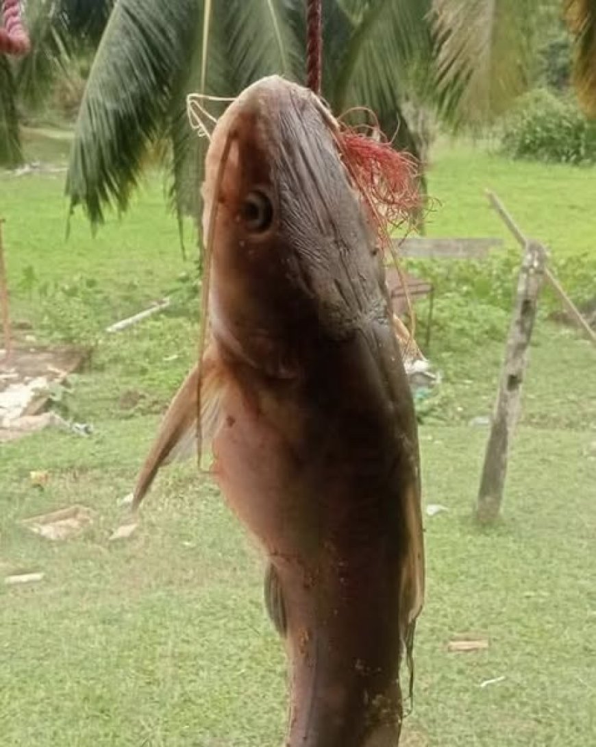 Bagre é capturado e mão é encontrada dentro do estômago do peixe; Veja as imagens