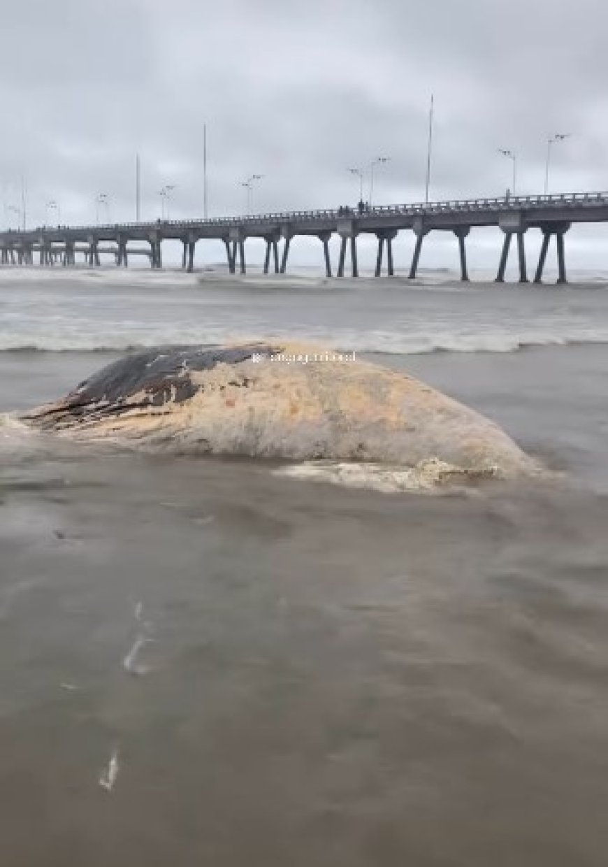 VÍDEO: Baleia é encontrada morta em praia do litoral brasileiro