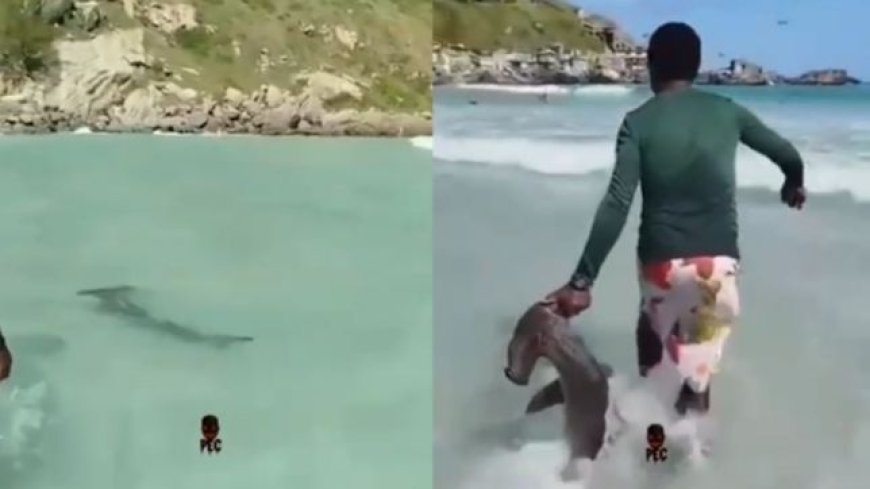VÍDEO: Tubarão-martelo surpreende banhistas em praia brasileira; Vídeo viraliza