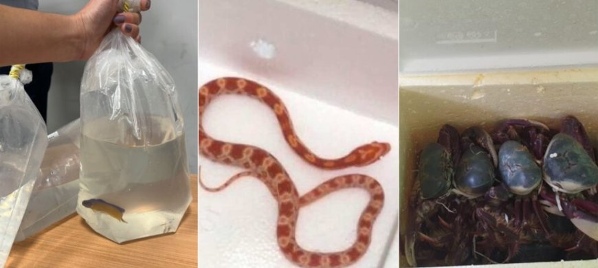 Jabuti, peixes, corais e cobra: animais são resgatados em tentativa de tráfico no Aeroporto de Confins