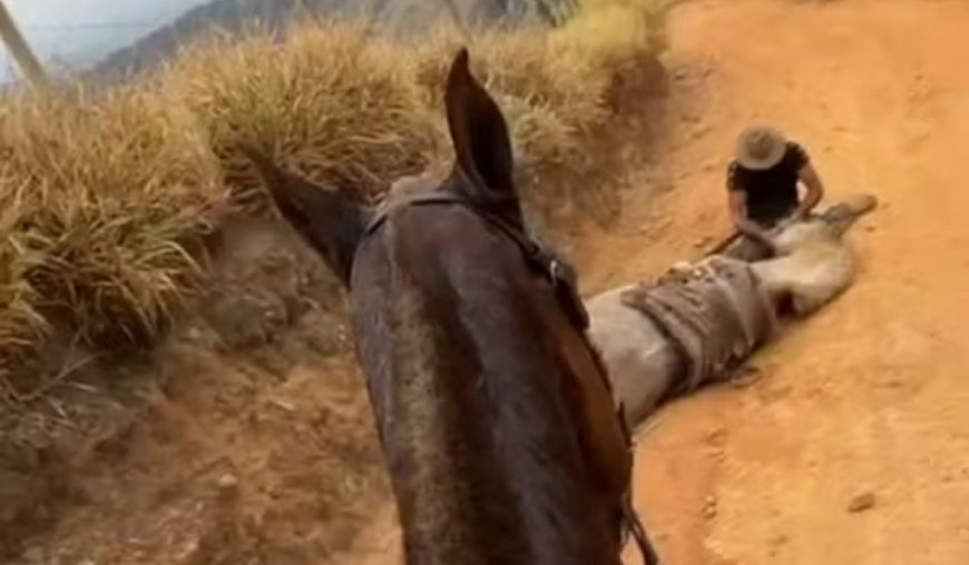 Cavalo que teve patas cortadas ainda estava vivo quando crueldade aconteceu, aponta laudo da Polícia Civil