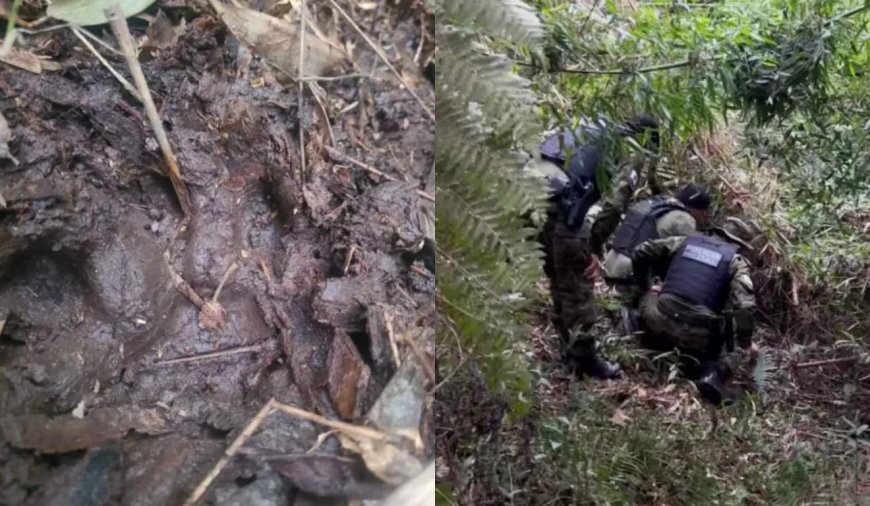 Onça-parda mata animais e causa pânico em interior, na Grande Curitiba; prefeitura emite alerta