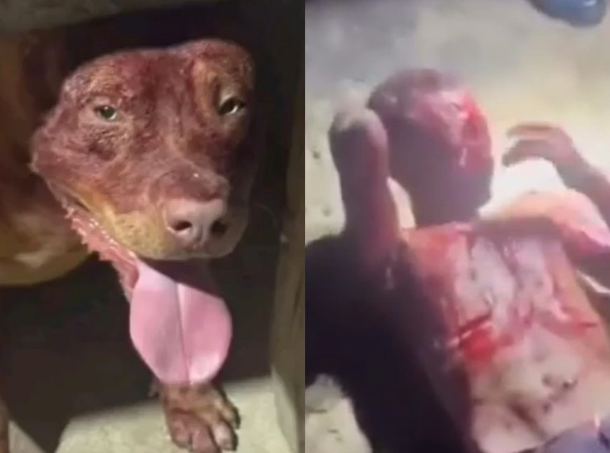 VÍDEO: Ladrão invade casa, é atacado por pitbull e fica gravemente ferido; Imagens fortes