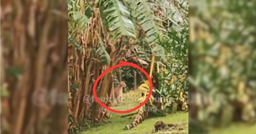 VÍDEO: Família flagra segundo maior felino das Américas em quintal de casa no interior de SC; Confira