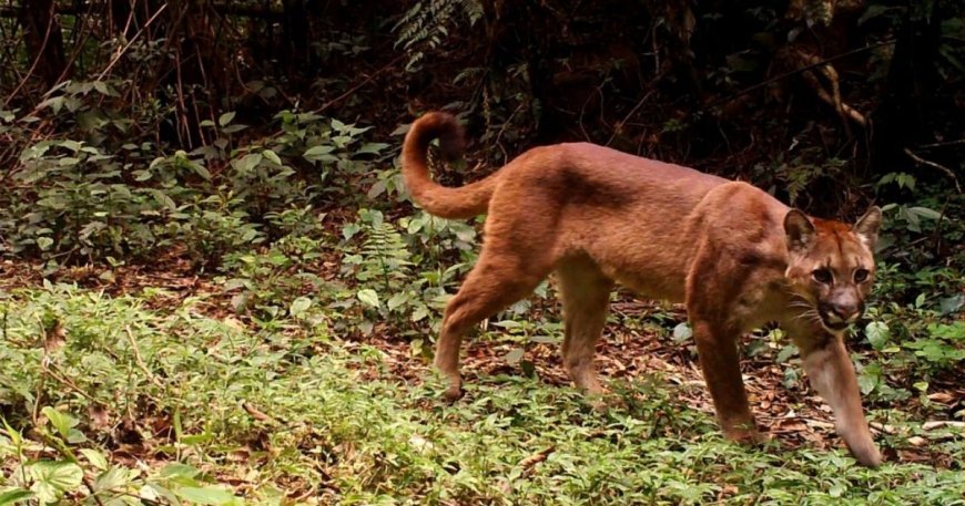 VÍDEO: Família flagra segundo maior felino das Américas em quintal de casa no interior de SC; Confira