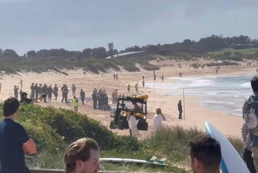 Surfista é atacado por tubarão enquanto praticava esporte e tem final trágico