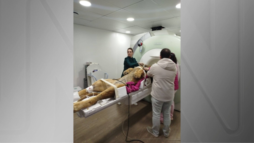 Leão de 160 kg passa por ressonância magnética e mobiliza 12 pessoas no Zoológico de Curitiba