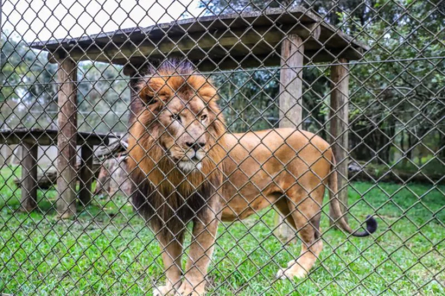 Leão de 160 kg passa por ressonância magnética e mobiliza 12 pessoas no Zoológico de Curitiba