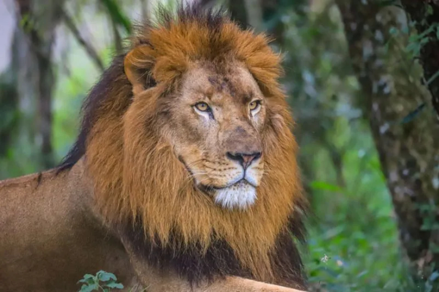 Leão de 160 kg passa por ressonância magnética e mobiliza 12 pessoas no Zoológico de Curitiba