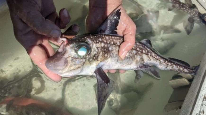 Cientistas descobrem peixe com dentes na testa usados no acasalamento