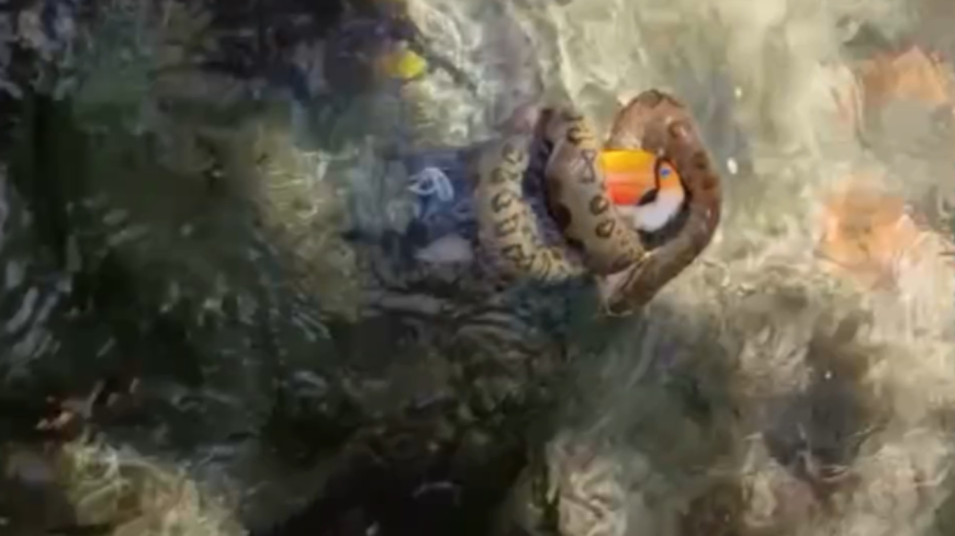 VÍDEO: Turista flagra sucuri engolindo tucano;  Veja cena desse encontro improvável