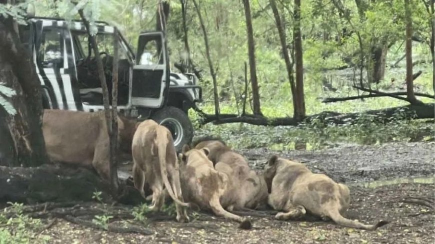 Tratador é morto por leões diante de dezenas de turistas em parque de Safari