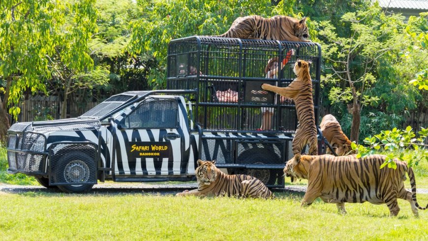 Tratador é morto por leões diante de dezenas de turistas em parque de Safari
