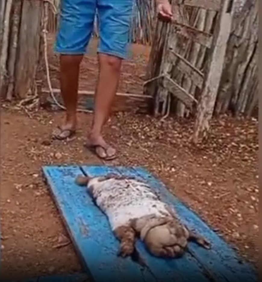VÍDEO: Mistério! Cabrito nasce com deformações e intriga moradores
